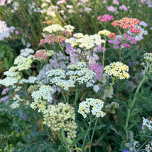 Yarrow Pastel Mix