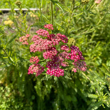 Yarrow Pastel Mix