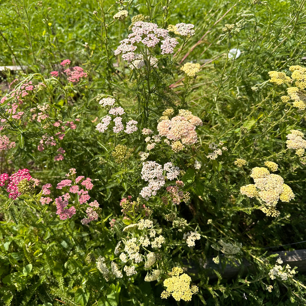 Yarrow Pastel Mix