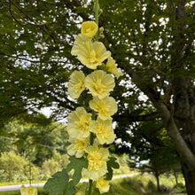 Yellow Rugose Hollyhock