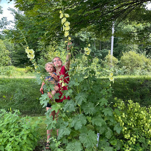 Yellow Rugose Hollyhock