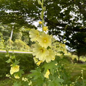 Yellow Rugose Hollyhock