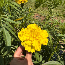 Yellow Supreme Marigold