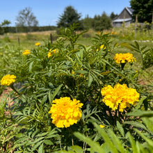 Yellow Supreme Marigold