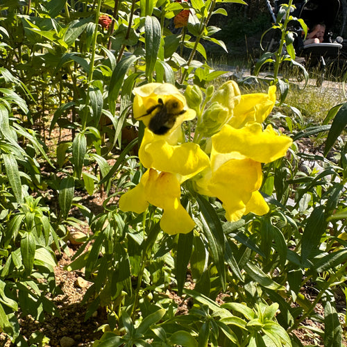 Yellow Canary Bird Snapdragon