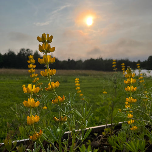 Yellow Lupin