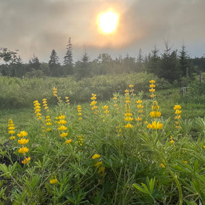 Yellow Lupin