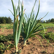 Yellow Borretana Onion