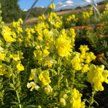 Yellow Canary Bird Snapdragon