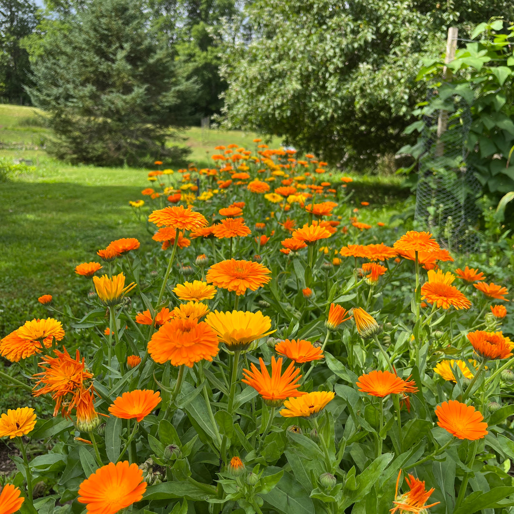 Baba's Calendula Mix – Revival Seeds
