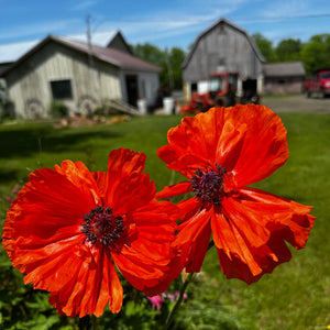 Connie’s Oriental Poppy