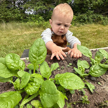 Henderson 'Norfolk' Spinach