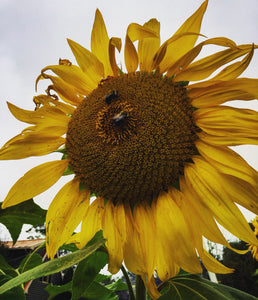 Mammoth Sunflower