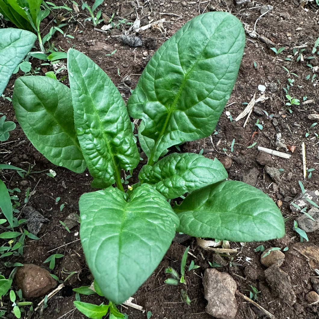 Henderson 'Norfolk' Spinach