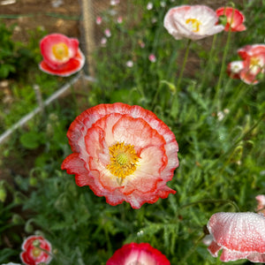 Shirley ‘Falling in Love’ Poppy Mix