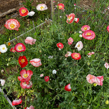 Shirley ‘Falling in Love’ Poppy Mix