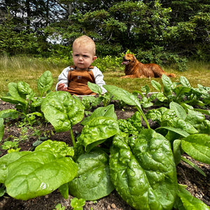 Henderson 'Norfolk' Spinach