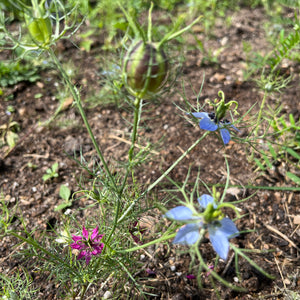 Love in a Mist