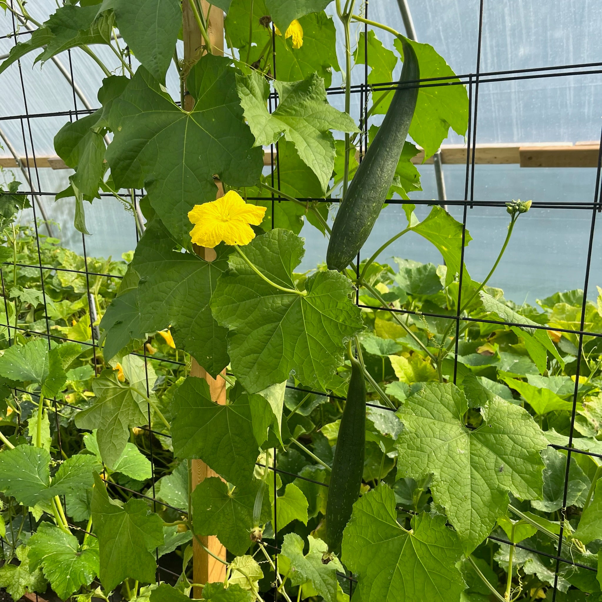 Luffa Ground Luffa Gourd – Revival Seeds