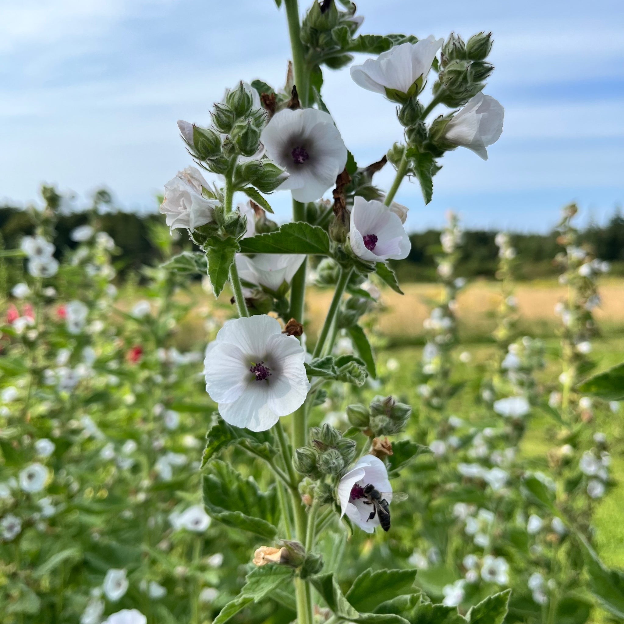 marshmallow plant seeds for sale Marshmallow Plant – Revival Seeds