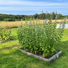 Marshmallow Plant