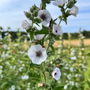 Marshmallow Plant