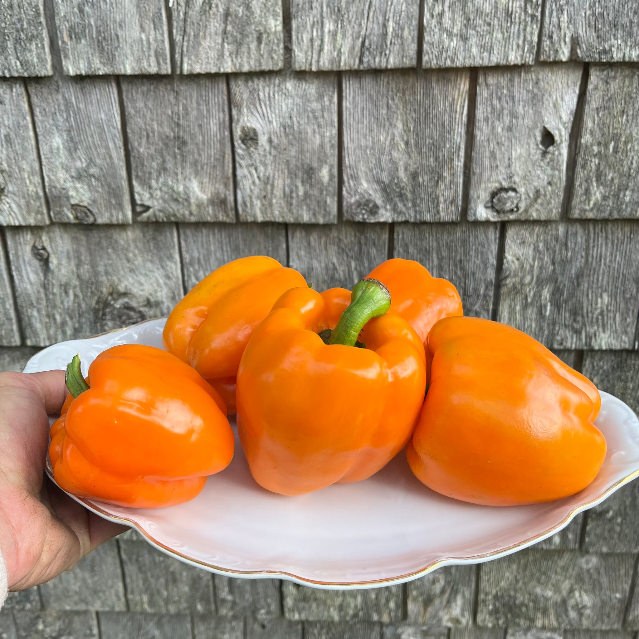 Orange bell outlet pepper