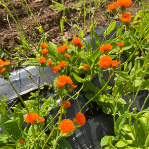 Orangeville Tassel Flower