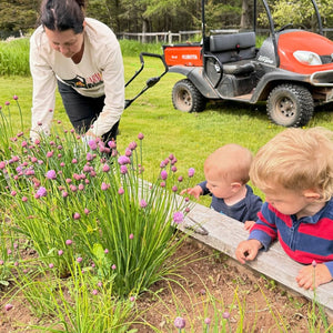 Herbs That Attract Pollinators