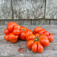 Reisetomate Tomato