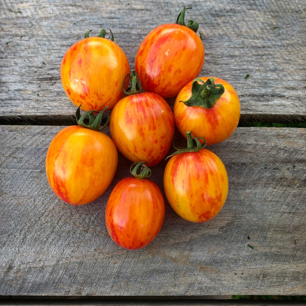 Sunrise Bumble Bee Cherry Tomato