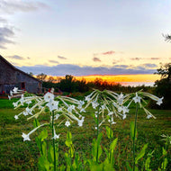 Only The Lonely Nicotiana