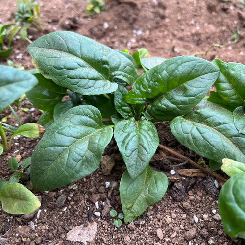 Sluis en Groot Spinach - American Long Standing