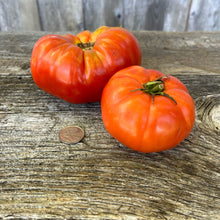 Ann Kolasar Tomato