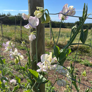 April in Paris Sweet Pea