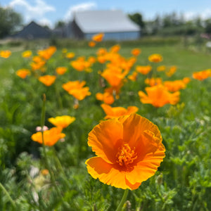 Baba's Hollywood Poppy