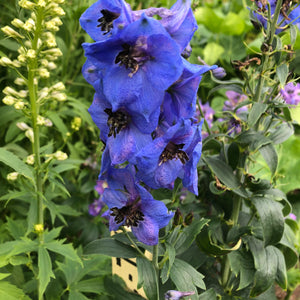 Periwinkle Delphinium, Blue Delphinium Flowers Bouquet, Certified B Corp