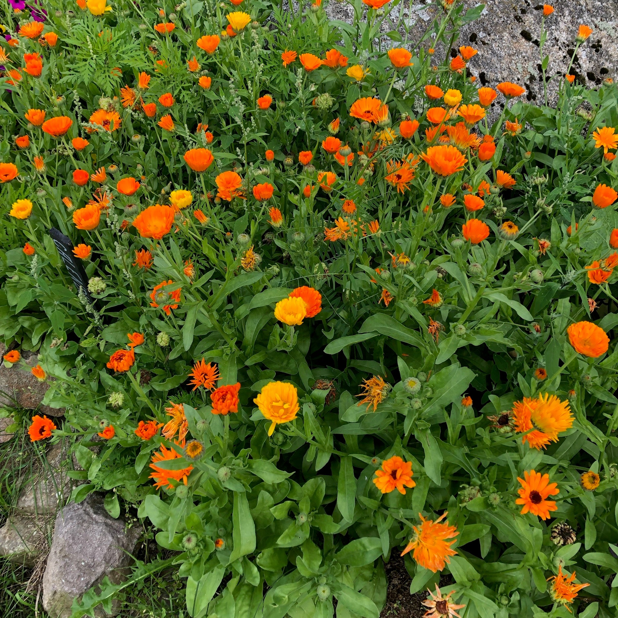 Baba's Calendula Mix – Revival Seeds
