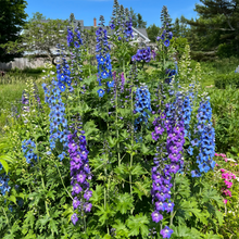 Baba's Blue Delphinium
