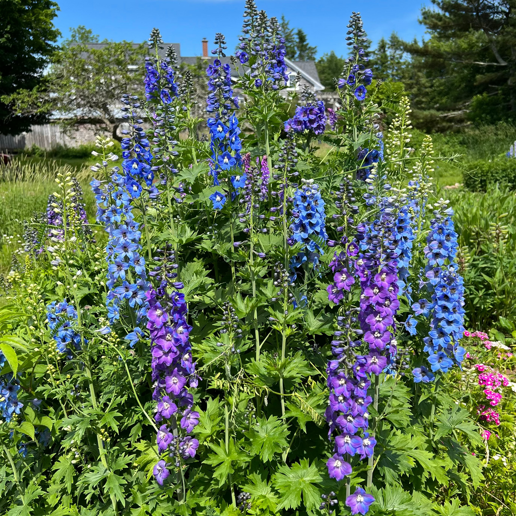 Baba's Blue Delphinium