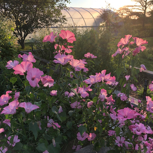Baba's Lavatera
