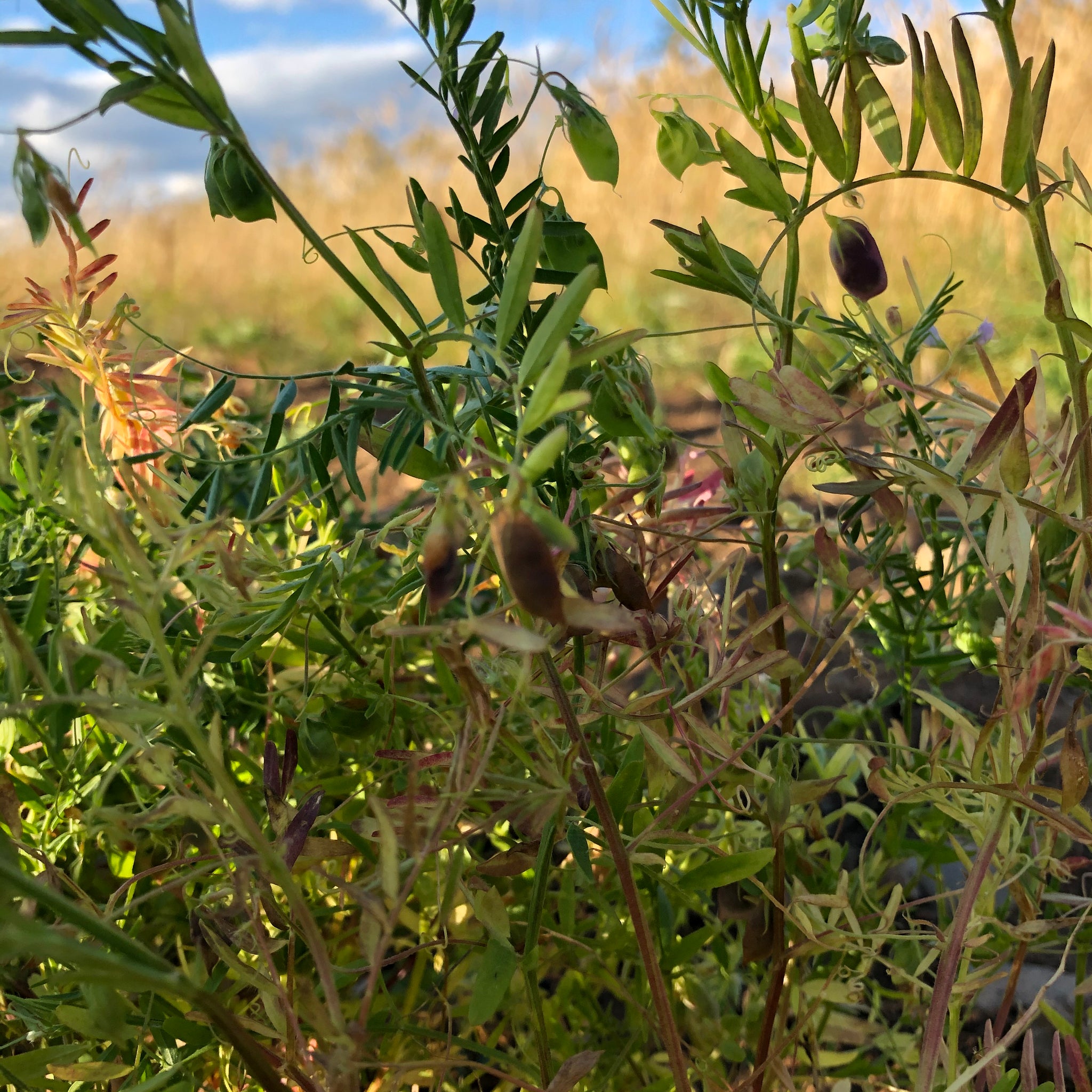 lentil seed plant Black Beluga Lentil – Revival Seeds