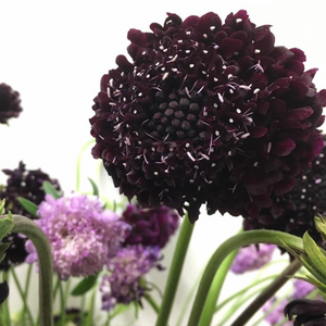 Mourning Bride Scabiosa