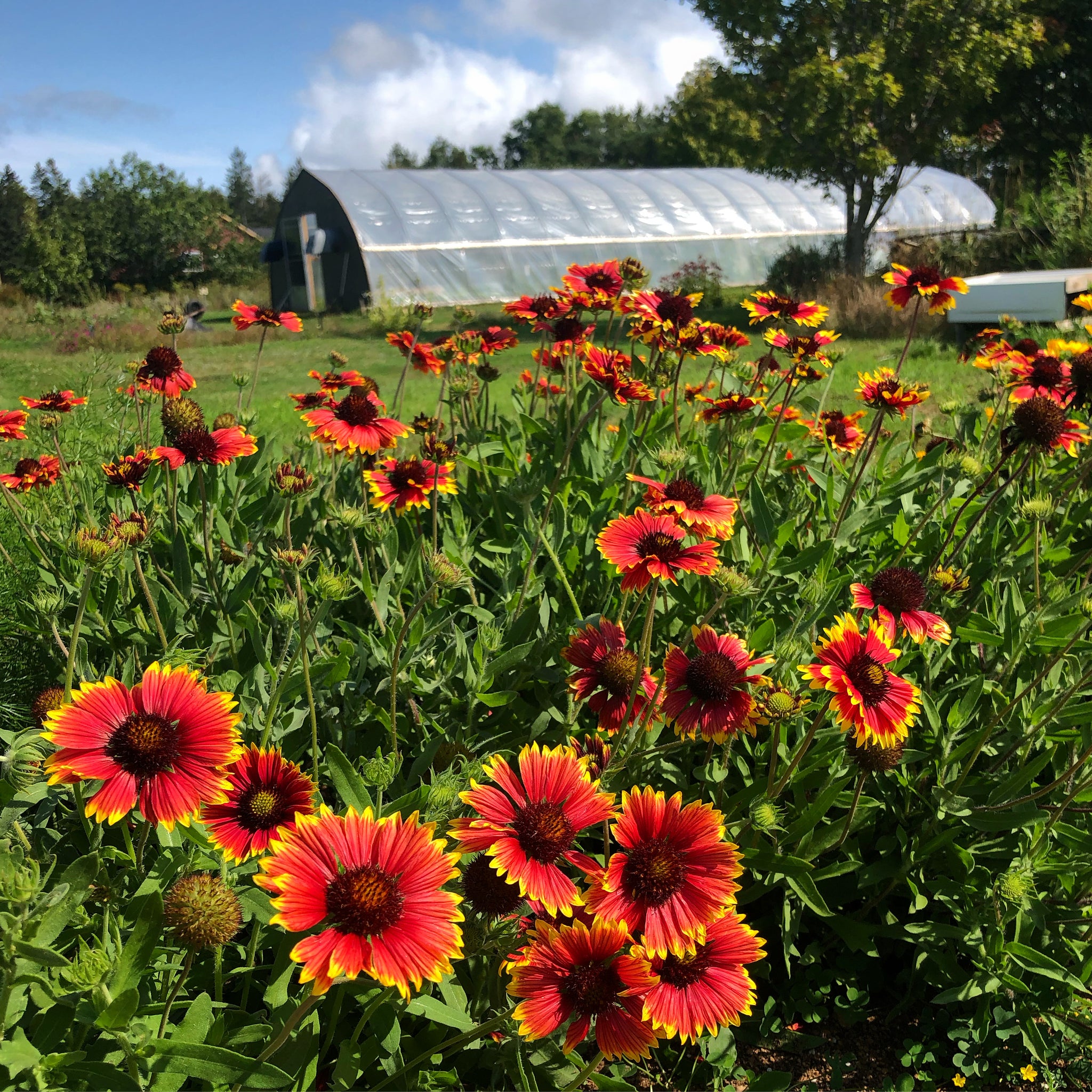Blanket Flower Gaillardia – Revival Seeds - Main Image