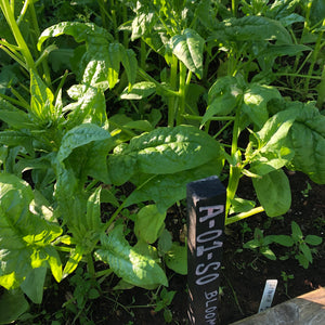 Bloomsdale Longstanding Spinach