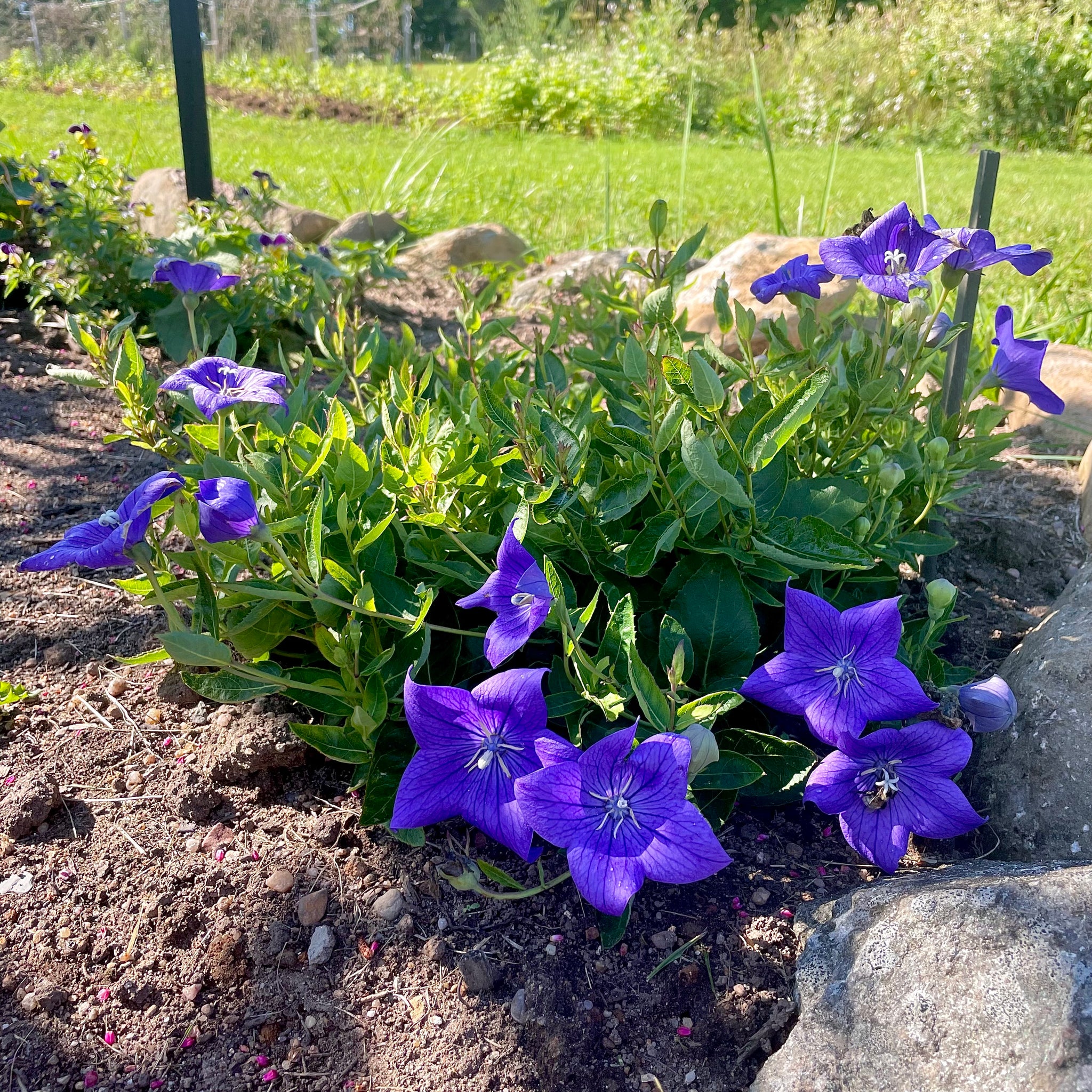 blue balloon flower seeds Blue Balloon Flower – Revival Seeds