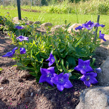 Blue Balloon Flower