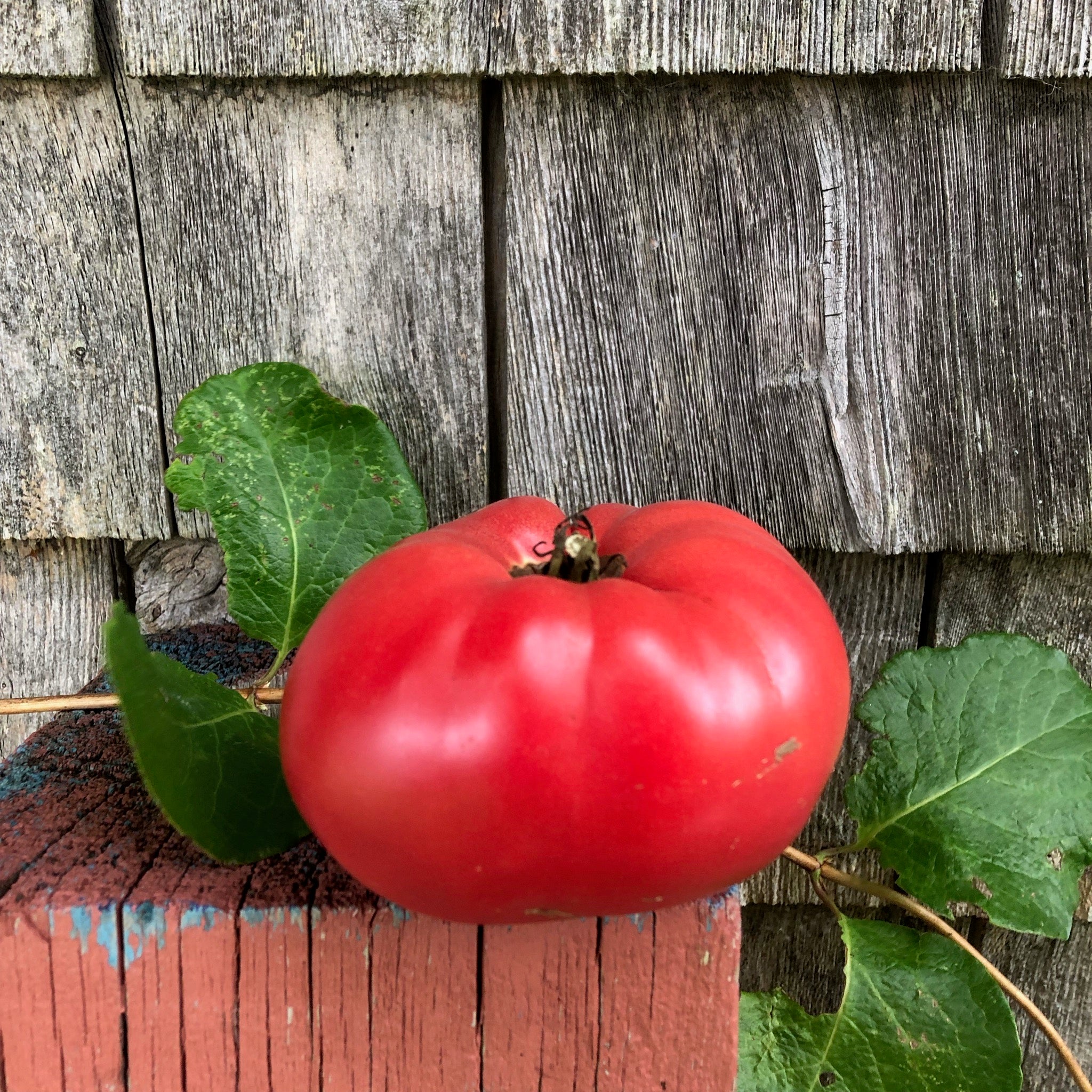 Brandywine Tomato – Revival Seeds