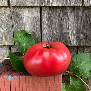 Sobkowich Slicer Tomato – Revival Seeds