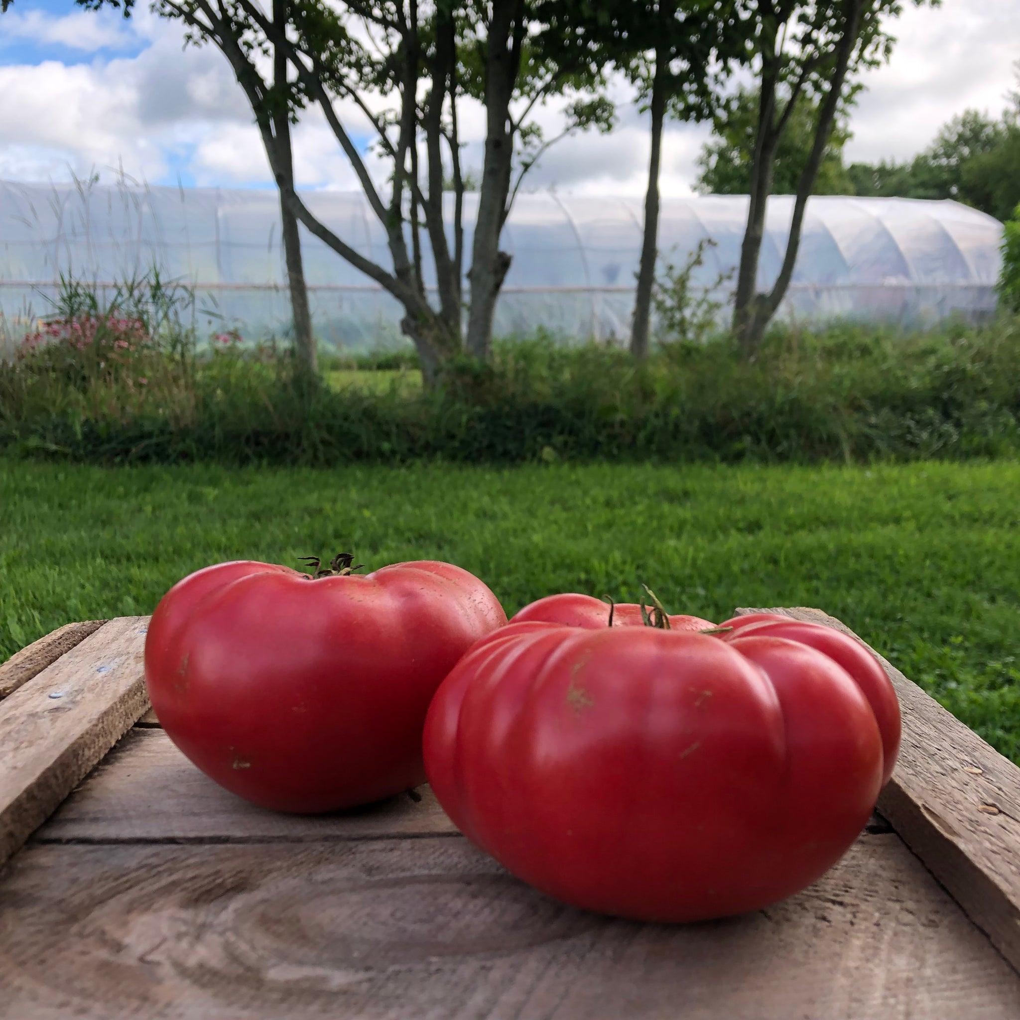 Buckeye State Tomato (PEC Strain) – Revival Seeds